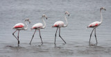 BIRD - FLAMINGO - GREATER FLAMINGO - WALVIS BAY NAMIBIA (2).JPG