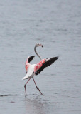 BIRD - FLAMINGO - GREATER FLAMINGO - WALVIS BAY NAMIBIA (63).JPG