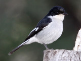 BIRD - FLYCATCHER - FISCAL FLYCATCHER - SIBELUS SILENS - KAROO NATIONAL PARK SOUTH AFRICA (15).JPG