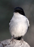 BIRD - FLYCATCHER - FISCAL FLYCATCHER - SIBELUS SILENS - KAROO NATIONAL PARK SOUTH AFRICA (9).JPG