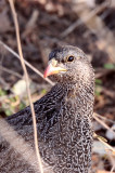 BIRD - FRANCOLIN - NATAL FRANCOLIN - PTERNISTES NATALENSIS - PILANESBERG NATIONAL PARK SOUTH AFRICA (3).JPG