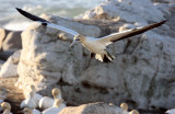 BIRD - GANNET - CAPE GANNET - BIRD ISLAND LAMBERTS BAY SOUTH AFRICA (26).JPG