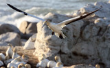 BIRD - GANNET - CAPE GANNET - BIRD ISLAND LAMBERTS BAY SOUTH AFRICA (27).JPG