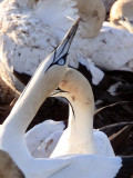 BIRD - GANNET - CAPE GANNET - BIRD ISLAND LAMBERTS BAY SOUTH AFRICA (43).JPG