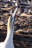BIRD - GANNET - CAPE GANNET - BIRD ISLAND LAMBERTS BAY SOUTH AFRICA (47).JPG