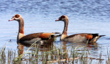 BIRD - GOOSE - EGYPTIAN GOOSE - KHWAI CAMP OKAVANGO BOTSWANA (2).JPG