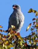 BIRD - GOSHAWK - SOUTHERN PALE CHANTING GOSHAWK - KRUGER NATIONAL PARK SOUTH AFRICA (6).JPG