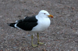 BIRD - GULL - CAPE OR KELP GULL - PLETTENBERG BAY SOUTH AFRICA (2).JPG