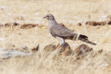 BIRD - HARRIER - PALLID HARRIER - CIRCUS MACROURUS - CHECK ID - ETOSHA NATIONAL PARK NAMIBIA.JPG