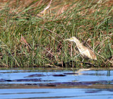 BIRD - HERON - COMMON SCUACCO HERON - CHOBE NATIONAL PARK BOTSWANA (3).JPG