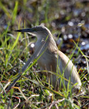 BIRD - HERON - SQUACCO HERON - COMMON SQUACCO HERON - CHOBE NATIONAL PARK BOTSWANA (2).JPG