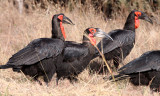 BIRD - HORNBILL - SOUTHERN GROUND HORNBILL - BUCORVUS LEADBEATERI - CHOBE NATIONAL PARK BOTSWANA (4).JPG