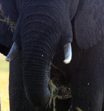 ELEPHANT - AFRICAN ELEPHANT - CHOBE NATIONAL PARK BOTSWANA (13).JPG