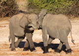 ELEPHANT - AFRICAN ELEPHANT - CHOBE NATIONAL PARK BOTSWANA (25).JPG