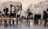 ELEPHANT - AFRICAN ELEPHANT - ETOSHA NATIONAL PARK NAMIBIA (10).JPG