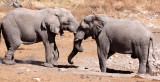 ELEPHANT - AFRICAN ELEPHANT - ETOSHA NATIONAL PARK NAMIBIA (104).JPG
