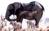 ELEPHANT - AFRICAN ELEPHANT - ETOSHA NATIONAL PARK NAMIBIA (33).JPG