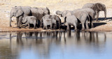 ELEPHANT - AFRICAN ELEPHANT - ETOSHA NATIONAL PARK NAMIBIA (6).JPG