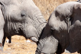 ELEPHANT - AFRICAN ELEPHANT - ETOSHA NATIONAL PARK NAMIBIA (66).JPG