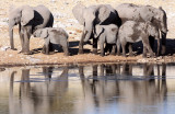 ELEPHANT - AFRICAN ELEPHANT - ETOSHA NATIONAL PARK NAMIBIA (9).JPG
