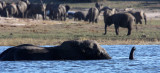 ELEPHANT - AFRICAN ELEPHANT - FROLICKING IN THE CHOBE - CHOBE NATIONAL PARK BOTSWANA (5).JPG