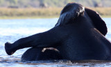 ELEPHANT - AFRICAN ELEPHANT - FROLICKING IN THE CHOBE - CHOBE NATIONAL PARK BOTSWANA (9).JPG