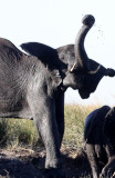 ELEPHANT - AFRICAN ELEPHANT - FROLICKING IN THE CHOBE RIVER - CHOBE NATIONAL PARK BOTSWANA (22).JPG