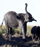 ELEPHANT - AFRICAN ELEPHANT - FROLICKING IN THE CHOBE RIVER - CHOBE NATIONAL PARK BOTSWANA (23).JPG