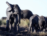 ELEPHANT - AFRICAN ELEPHANT - FROLICKING IN THE CHOBE RIVER - CHOBE NATIONAL PARK BOTSWANA (27).JPG