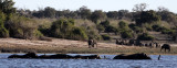 ELEPHANT - AFRICAN ELEPHANT - FROLICKING IN THE CHOBE RIVER - CHOBE NATIONAL PARK BOTSWANA (3).JPG