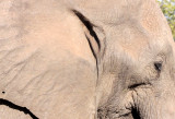 ELEPHANT - AFRICAN ELEPHANT - KRUGER NATIONAL PARK SOUTH AFRICA (14).JPG