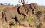 ELEPHANT - AFRICAN ELEPHANT - KRUGER NATIONAL PARK SOUTH AFRICA (55).JPG