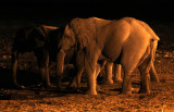 ELEPHANT - AFRICAN ELEPHANT - NIGHT AT WATERHOLE - ETOSHA NATIONAL PARK NAMIBIA (2).JPG