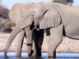 ELEPHANT - AFRICAN ELEPHANT - WHITE DESERT FORM - ETOSHA NATIONAL PARK NAMIBIA (13).JPG