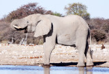ELEPHANT - AFRICAN ELEPHANT - WHITE DESERT FORM - ETOSHA NATIONAL PARK NAMIBIA (47).JPG