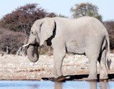 ELEPHANT - AFRICAN ELEPHANT - WHITE DESERT FORM - ETOSHA NATIONAL PARK NAMIBIA.JPG