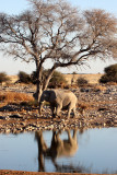 ELEPHANT - AFRICAN ELEPHANT - WHITE VARIETY - ETOSHA NATIONAL PARK NAMIBIA (3).JPG