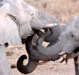 ELEPHANT - AFRICAN ELEPHANT - WHITE VARIETY - ETOSHA NATIONAL PARK NAMIBIA (53).JPG