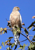 BIRD - KESTREL - GREATER KESTREL - ETOSHA NATIONAL PARK NAMIBIA (11).JPG