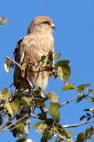 BIRD - KESTREL - GREATER KESTREL - ETOSHA NATIONAL PARK NAMIBIA (14).JPG