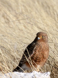 BIRD - KESTREL - GREATER KESTREL - FALCO RUPICOLOIDES - ETOSHA NATIONAL PARK NAMIBIA (17).JPG
