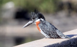 BIRD - KINGFISHER - GIANT KINGFISHER - MEGACERYLE MAXIMUS - KRUGER NATIONAL PARK SOUTH AFRICA (5).JPG