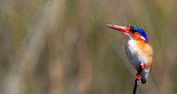 BIRD - KINGFISHER - MALACHITE KINGFISHER - OKAVANGO FORM - ALCEDO CRISTATA - KHWAI CAMP OKAVANGO BOTSWANA (3).JPG