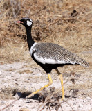 BIRD - KORHAAN - NORTHERN BLACK - EUPODOTIS AFRAOIDES - ETOSHA NATIONAL PARK NAMIBIA.JPG