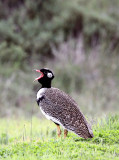 BIRD - KORHAAN - SOUTHERN BLACK KORHAAN - EUPODOTIS AFRA - WEST COAST NATIONAL PARK SOUTH AFRICA (15).JPG