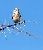 BIRD - LARK - SABOTA LARK - CALENDULAUDA SABOTA - ETOSHA NATIONAL PARK NAMIBIA (2).JPG