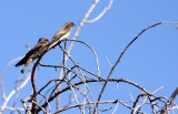 BIRD - MARTIN - BROWN-THROATED MARTIN - RIPARIA PALUDICOLA - AUGRABIES FALLS SOUTH AFRICA.JPG