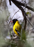 BIRD - ORIOLE - EASTERN BLACK-HEADED ORIOLE - IMFOLOZI NATIONAL PARK SOUTH AFRICA (5).JPG