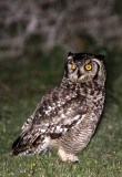 BIRD - OWL - EAGLE OWL - CAPE EAGLE OWL - BUBO CAPENSIS - DE HOOP RESERVE SOUTH AFRICA (3).JPG