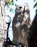 BIRD - OWL - EAGLE OWL - GIANT OR VERREAUXS GIANT EAGLE OWL - BUBO LACTEUS - KRUGER NATIONAL PARK SOUTH AFRICA (12).JPG